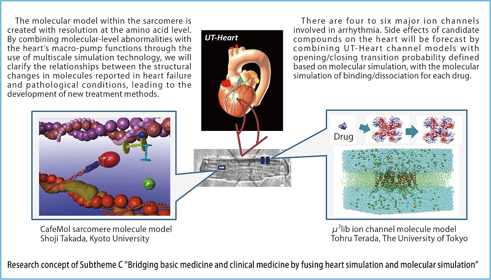 Bridging basic medicine and clinical medicine by fusing heart simulation and molecular simulation