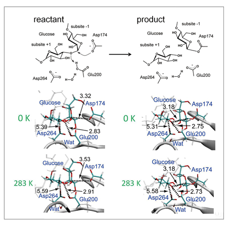 α-amylaseの酵素反応スキーム