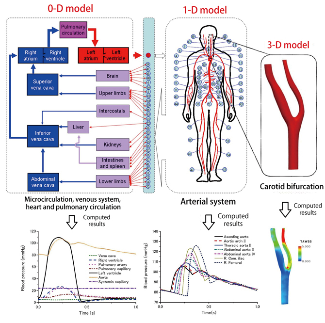 ヒト循環器系のマルチスケールモデル