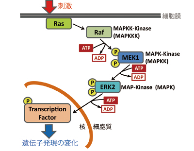 MAPK系カスケードの信号伝達経路