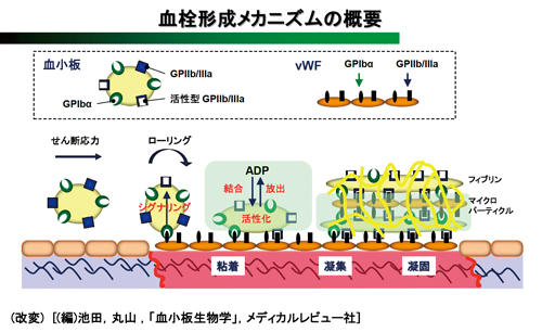 血栓形成のメカニズム