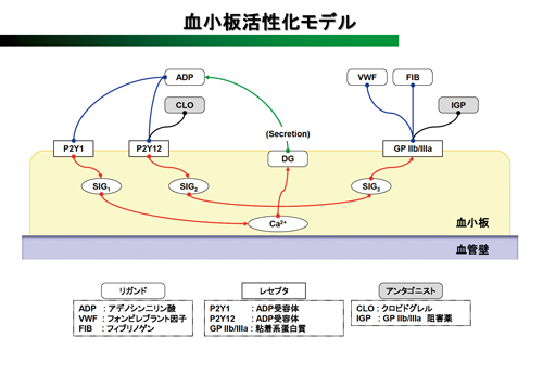 血小板活性化の反応モデル