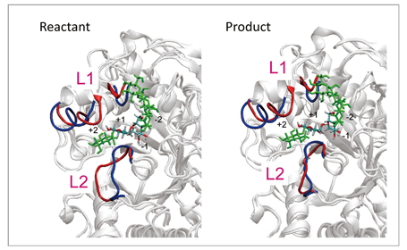 反応始状態（reactant）と終状態（product）でのタンパク質構造の変化