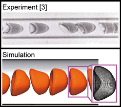 流動場中の赤血球の変形挙動[3]とシミュレーション結果