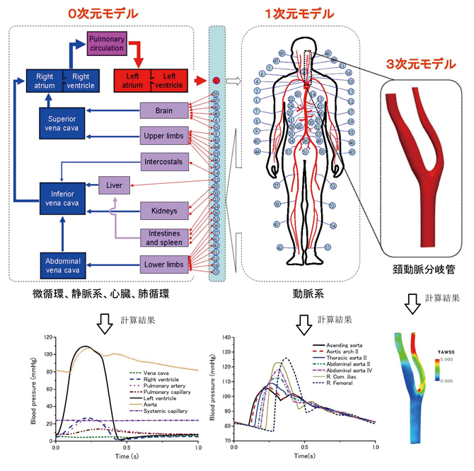 ヒト循環器系のマルチスケールモデル