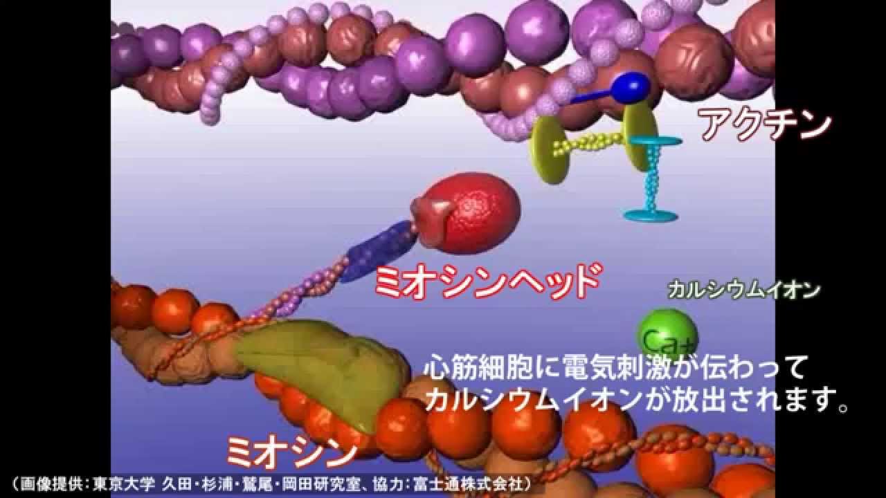 心臓の動きをスパコンで計算