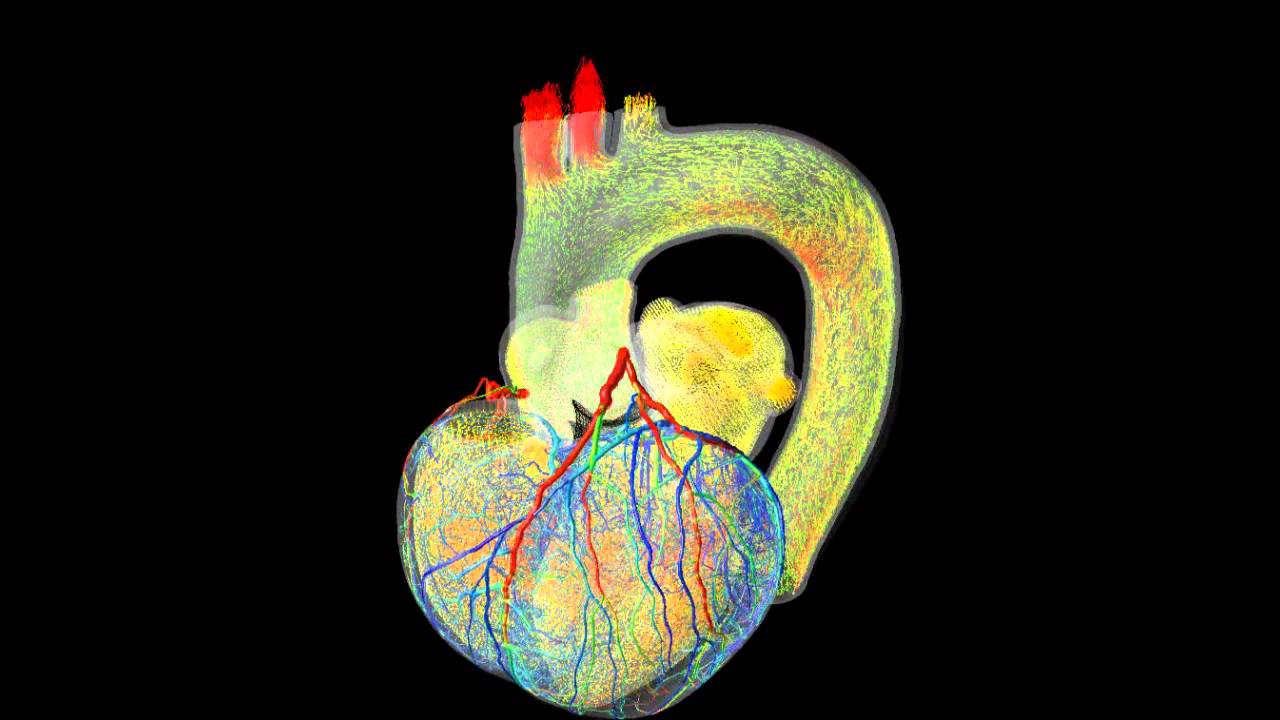 分子レベルからの心臓シミュレーション