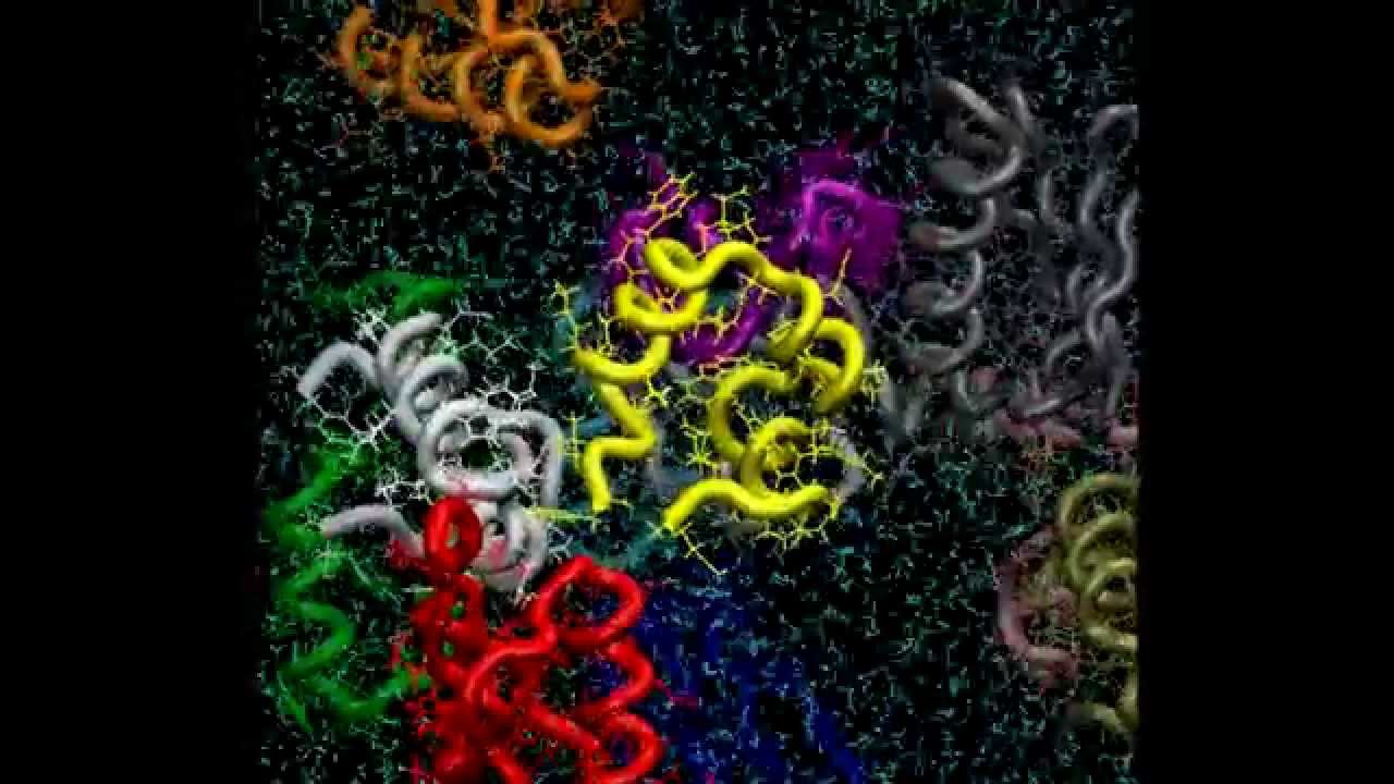 細胞内の分子混雑状態をシミュレーション