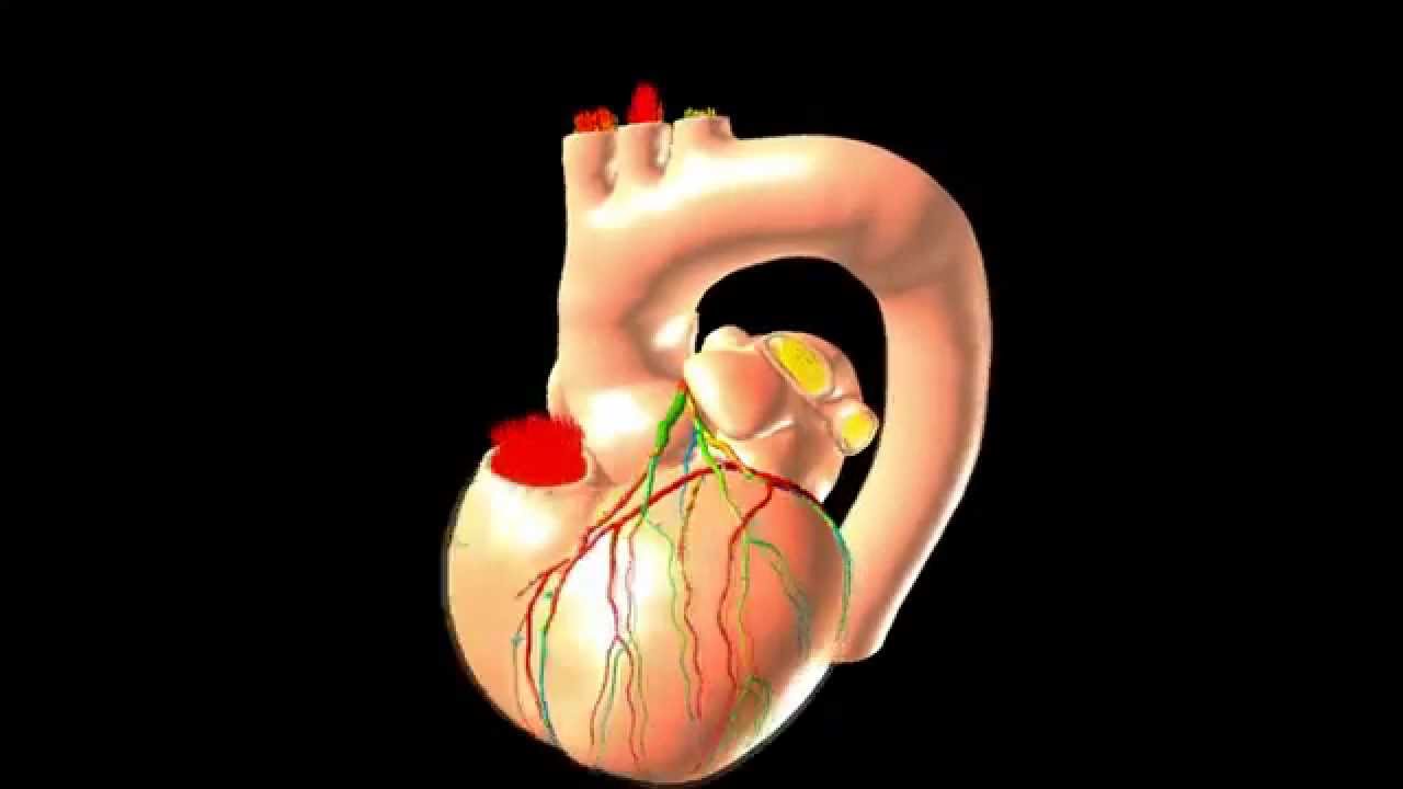 Heart simulations at the molecular level