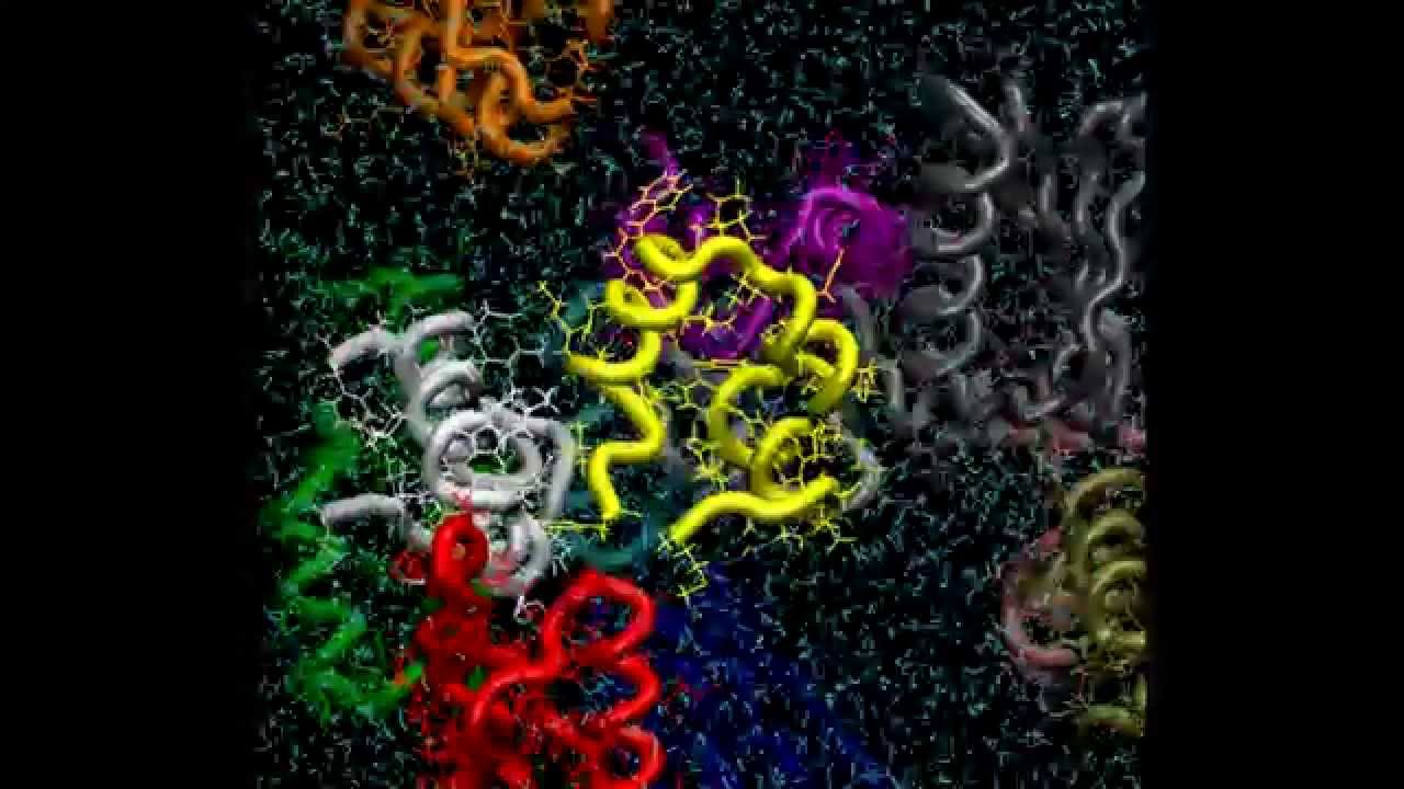 Simulations of molecular crowding under cellular environments