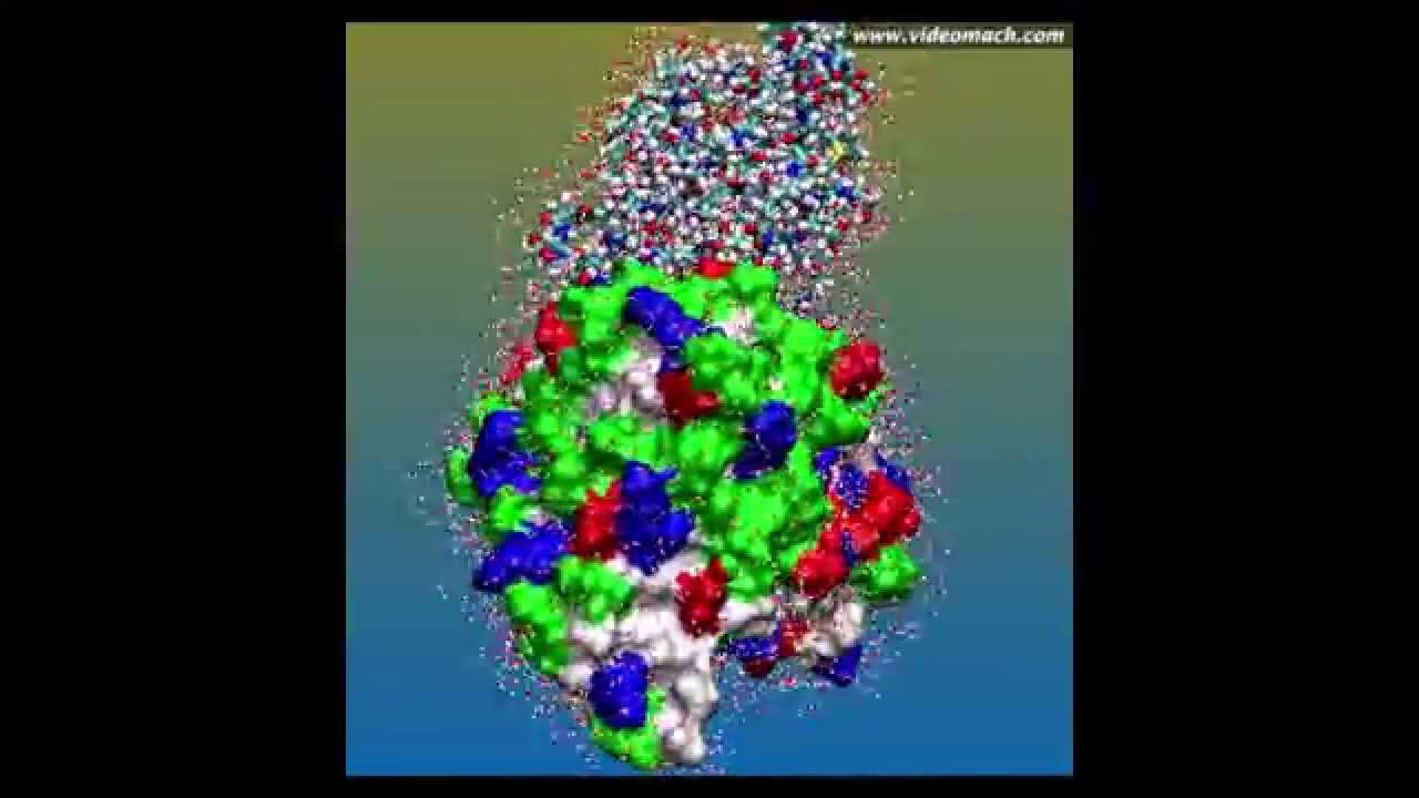 Interaction between antigen and antibody